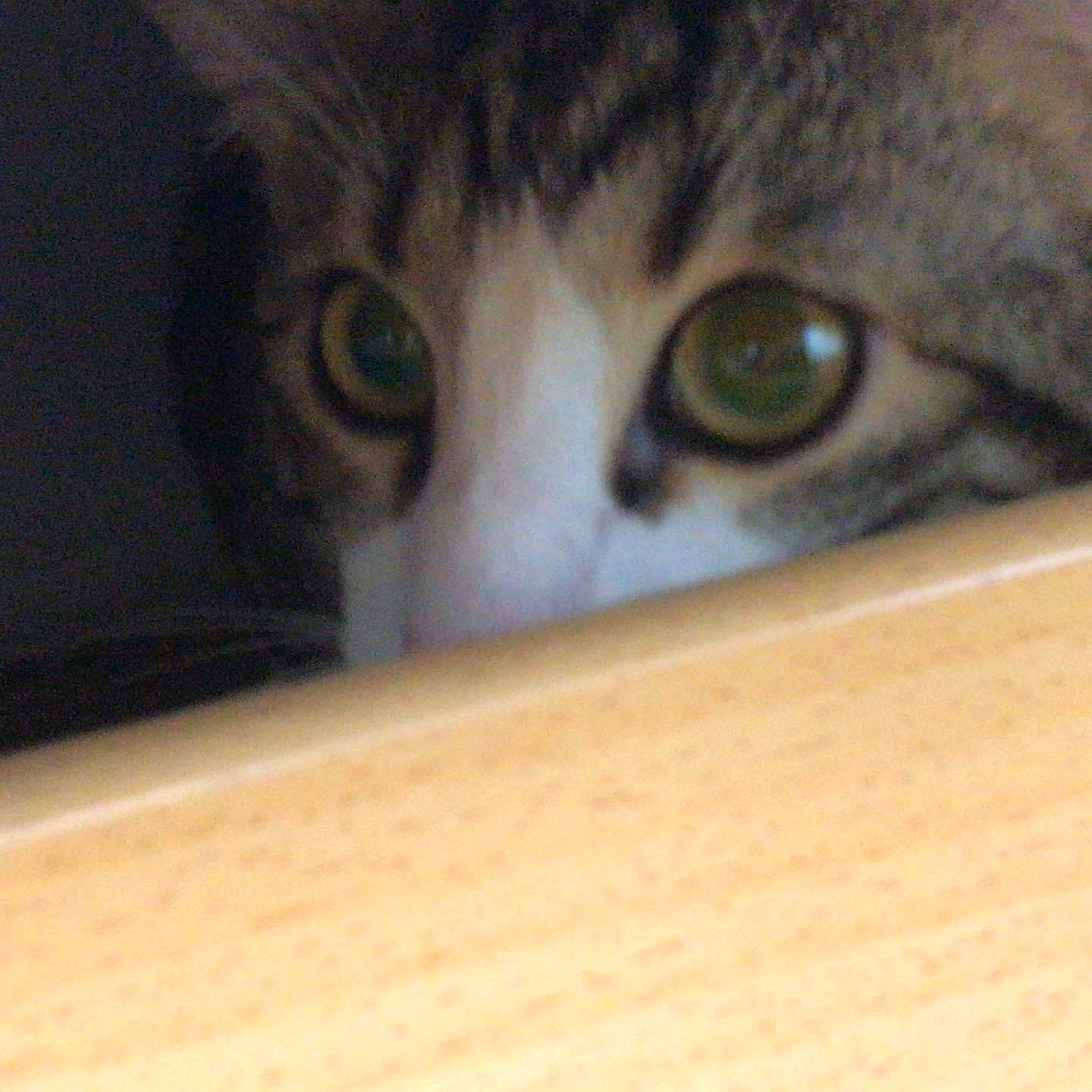 Sheik participe au concours pour gagner de l'argent avec cette photo : carnivore, cat, domestic_short_haired_cat, eye, eyelash, felidae, flooring, fur, hardwood, iris, macro_photography, plywood, small_to_medium_sized_cats, snout, terrestrial_animal, whiskers, wildlife, wood, wood_stain