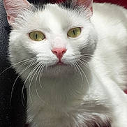 Chipie a rejoint le concours — aidez-le/la à gagner de superbes lots ! aegean_cat, american_wirehair, asian, burmilla, carnivore, cat, domestic_short_haired_cat, felidae, japanese_bobtail, javanese, khao_manee, kitten, mammal, small_to_medium_sized_cats, snout, turkish_angora, turkish_van, vertebrate, whiskers