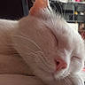Chipie a rejoint le concours — aidez-le/la à gagner de superbes lots ! american_curl, burmilla, carnivore, cat, close_up, colorpoint_shorthair, domestic_long_haired_cat, ear, felidae, fur, khao_manee, kitten, nap, nose, ragdoll, small_to_medium_sized_cats, snout, turkish_angora, turkish_van, whiskers