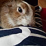 Lucky a rejoint le concours — aidez-le/la à gagner de superbes lots ! degu, domestic_rabbit, ear, fawn, fur, gerbil, guinea_pig, hamster, mammal, mouse, muridae, muroidea, rabbit, rabbits_and_hares, rat, rodent, whiskers