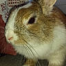 Lucky a rejoint le concours — aidez-le/la à gagner de superbes lots ! domestic_rabbit, ear, fawn, hare, mammal, nose, organism, rabbit, rabbits_and_hares, skin, snout, snowshoe_hare, vertebrate, whiskers, wildlife, wood_rabbit