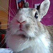 Lucky participe au concours pour gagner de l'argent avec cette photo : degu, domestic_rabbit, ear, fawn, gerbil, mammal, muridae, rabbit, rabbits_and_hares, rat, rodent, snout, vertebrate, whiskers, wildlife