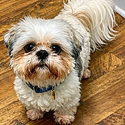 Elmo joined the competition — help win amazing prizes! dog, small_dog, fluffy, white_fur, brown_fur, curious, pet, indoors, wooden_floor, collar, tag, tail, cute, animal, companion, looking_up, standing, fur, mammal, friendly