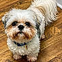 dog, small_dog, fluffy, white_fur, brown_fur, curious, pet, indoors, wooden_floor, collar, tag, tail, cute, animal, companion, looking_up, standing, fur, mammal, friendly