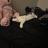 Jill is registered to the contest to win money with this photo: animal, bed, black, black_blanket, cat, comfort, cozy, cute, fur, home, indoor, pink, quiet, relaxation, resting, sleeping, soft, stuffed_animal, teddy_bear, white