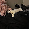 animal, bed, black, black_blanket, cat, comfort, cozy, cute, fur, home, indoor, pink, quiet, relaxation, resting, sleeping, soft, stuffed_animal, teddy_bear, white
