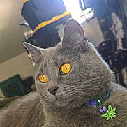 Kitten joined the competition — help win amazing prizes! cat, gray_cat, yellow_eyes, collar, bell, leaf_charm, indoor, pet, feline, close_up, animal, domestic_cat, whiskers, fur, relaxed, looking_away, household, background_blur, cute, portrait