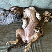 Zena is registered to the contest to win money with this photo: dog, couch, blanket, toy, rope_toy, lying_down, relaxed, indoor, pet, fur, brown, white, spotted, ears, tail, paw, texture, comfort, playful, resting