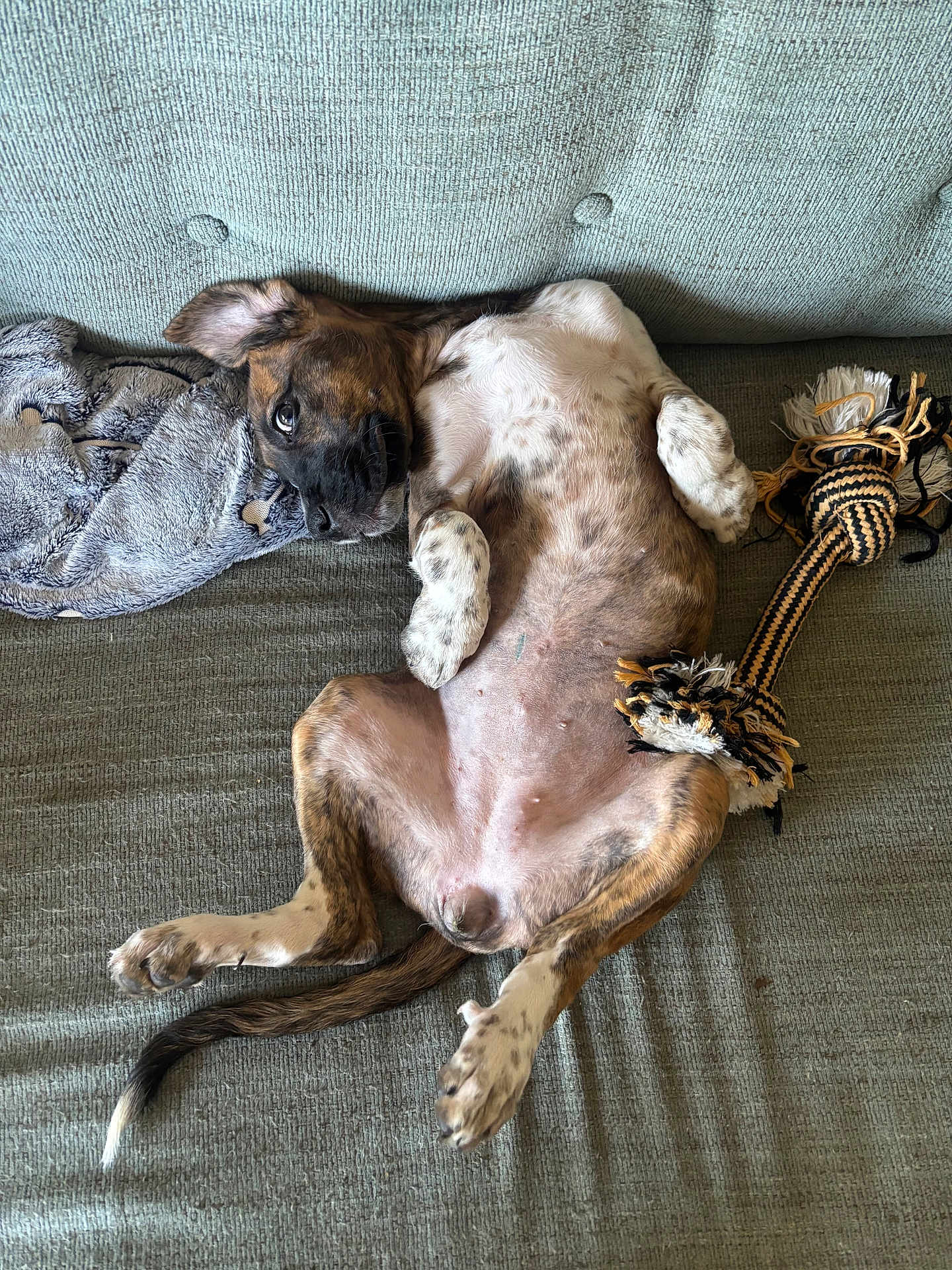 Zena is registered to the contest to win money with this photo: dog, couch, blanket, toy, rope_toy, lying_down, relaxed, indoor, pet, fur, brown, white, spotted, ears, tail, paw, texture, comfort, playful, resting