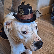 Athena a rejoint le concours — aidez-le/la à gagner de superbes lots ! dog, white_dog, black_spots, hat, steampunk_hat, gears, chains, floor, wooden_floor, person, pants, sneakers, indoor, pet, animal, laying_down, close_up, decorative_hat, ears, nose