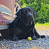 black_dog, dog, animal, pet, car, wheel, gravel, ball, outdoor, sunlight, greenery, bushes, nature, resting, lying_down, mammal, daylight, vehicle, shadow, closeup