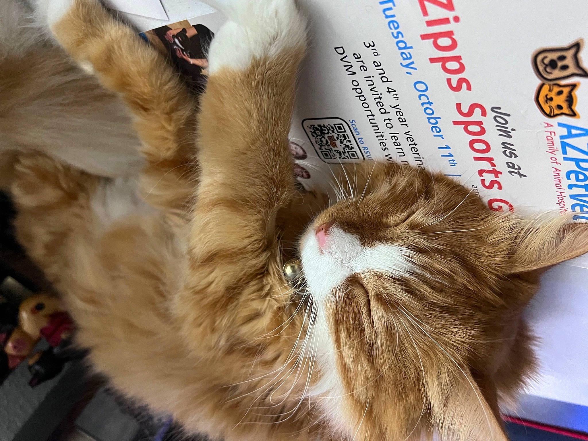 Gideon joined the competition — help win amazing prizes! canidae, carnivore, cat, claw, companion_dog, domestic_short_haired_cat, ear, fawn, felidae, font, fur, nap, paw, photo_caption, publication, small_to_medium_sized_cats, snout, tail, whiskers