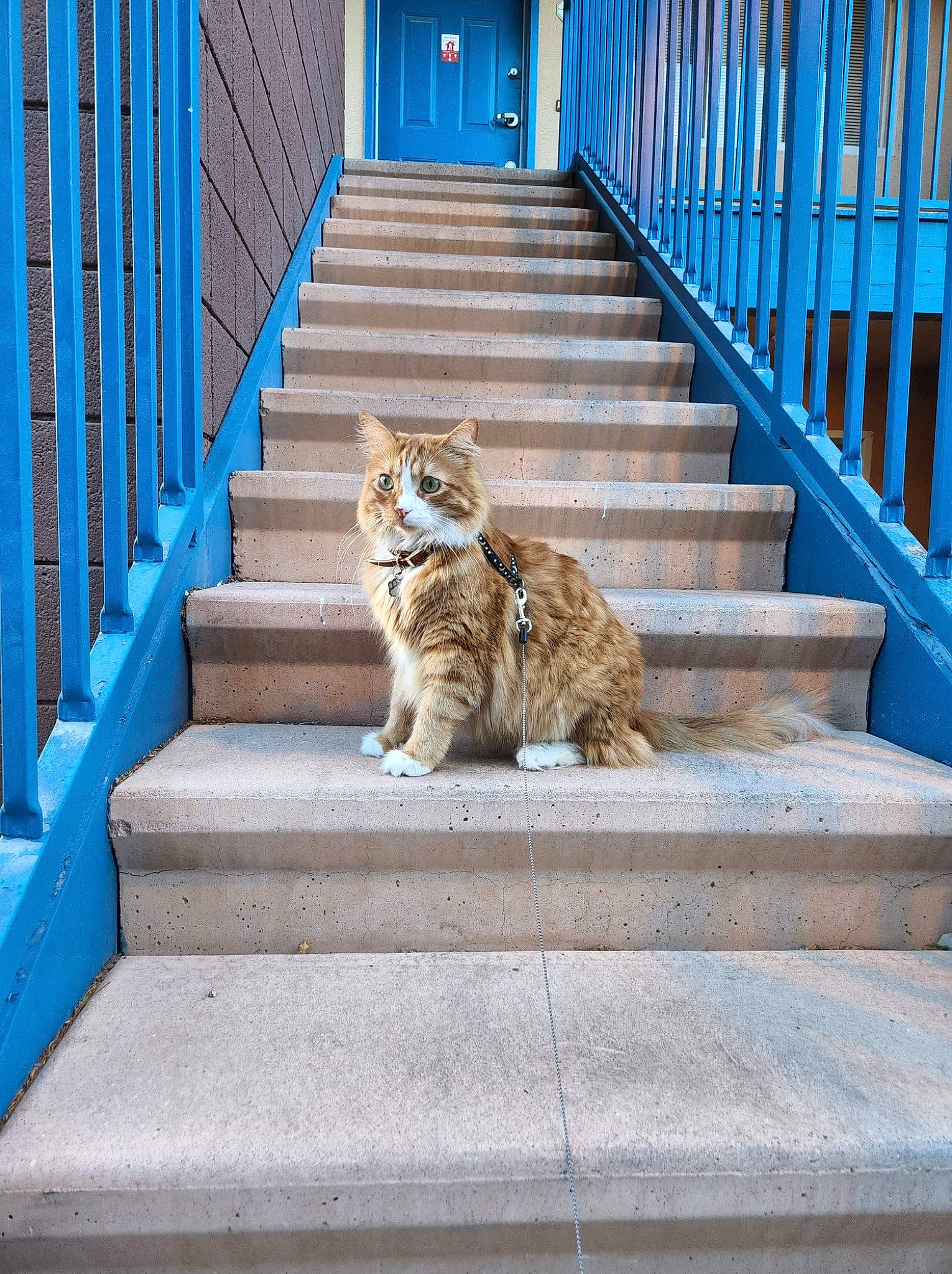 Gideon joined the competition — help win amazing prizes! blue, carnivore, cat, domestic_short_haired_cat, door, electric_blue, fawn, felidae, grey, house, leisure, line, porch, small_to_medium_sized_cats, stairs, tail, tints_and_shades, tree, whiskers, wood