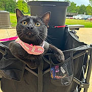 Coco is registered to the contest to win money with this photo: black_cat, cat, pet, animal, collar, outdoor, greenery, cart, foldable_cart, yellow_eyes, curious, feline, domestic_cat, pet_accessory, nature, daylight, sidewalk, vehicle, trees, playful