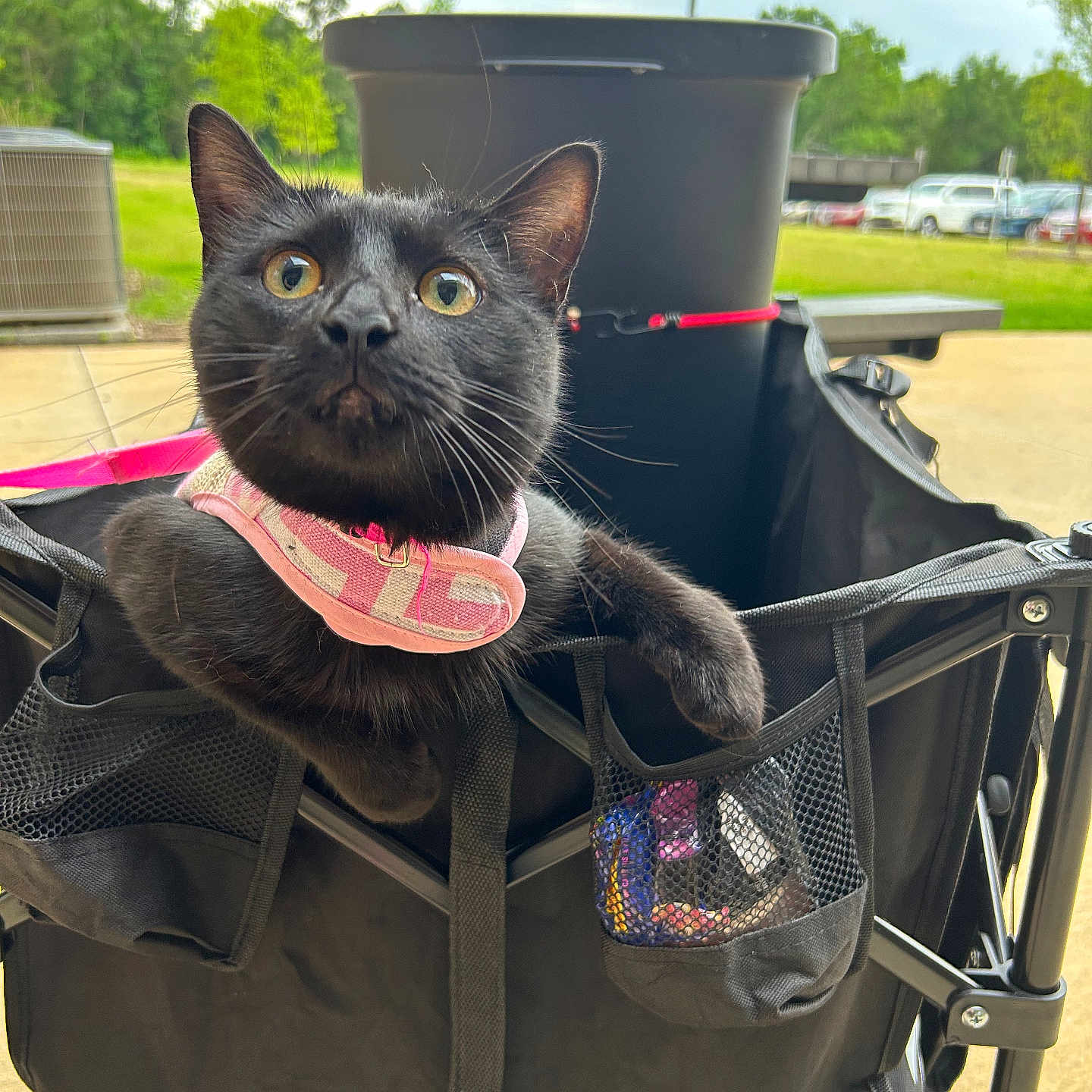 Coco is registered to the contest to win money with this photo: black_cat, cat, pet, animal, collar, outdoor, greenery, cart, foldable_cart, yellow_eyes, curious, feline, domestic_cat, pet_accessory, nature, daylight, sidewalk, vehicle, trees, playful