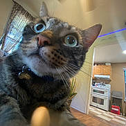 Freddie is registered to the contest to win money with this photo: cat, tabby, close_up, indoor, curious, wide_eyes, whiskers, collar, kitchen, appliance, window, chair, plant, home_interior, flooring, light, furniture, decor, pet, domestic