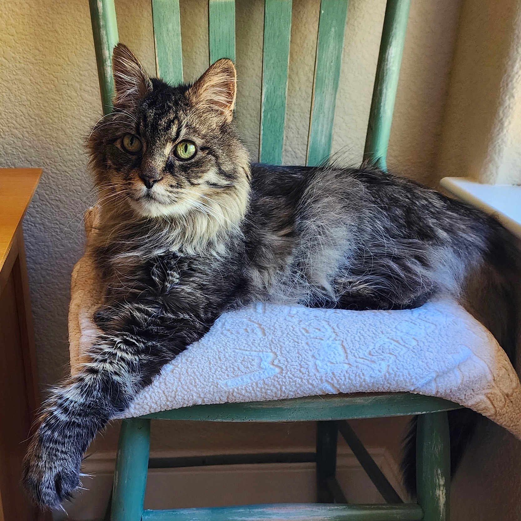 Bearcat joined the competition — help win amazing prizes! animal, cat, comfortable, cozy, cushion, domestic_animal, feline, fluffy, fur, green_chair, home, indoor, pet, relaxed, resting, stretching_paw, sunlight, tabby, window_light, wooden_chair
