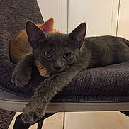 Glouton a rejoint le concours — aidez-le/la à gagner de superbes lots ! animal, cat, chair, close_up, cozy, domestic, ears, feline, fur, gray_cat, indoor, laying, orange_cat, paw, pets, relaxed, resting, texture, two_cats, whiskers