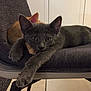 animal, cat, chair, close_up, cozy, domestic, ears, feline, fur, gray_cat, indoor, laying, orange_cat, paw, pets, relaxed, resting, texture, two_cats, whiskers