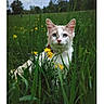Galadrielle a rejoint le concours — aidez-le/la à gagner de superbes lots ! cat, animal, grass, flower, yellow_flower, outdoor, nature, field, greenery, pet, cute, feline, blue_eyes, wildflower, summer, meadow, portrait, close_up, plant, calm