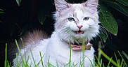 Galadrielle participe au concours pour gagner de l'argent avec cette photo : animal, bow_tie, cat, close_up, cute, ears, eyes, feline, fluffy, grass, greenery, leaf, light_brown, nature, outdoor, pet, portrait, sitting, whiskers, white_cat