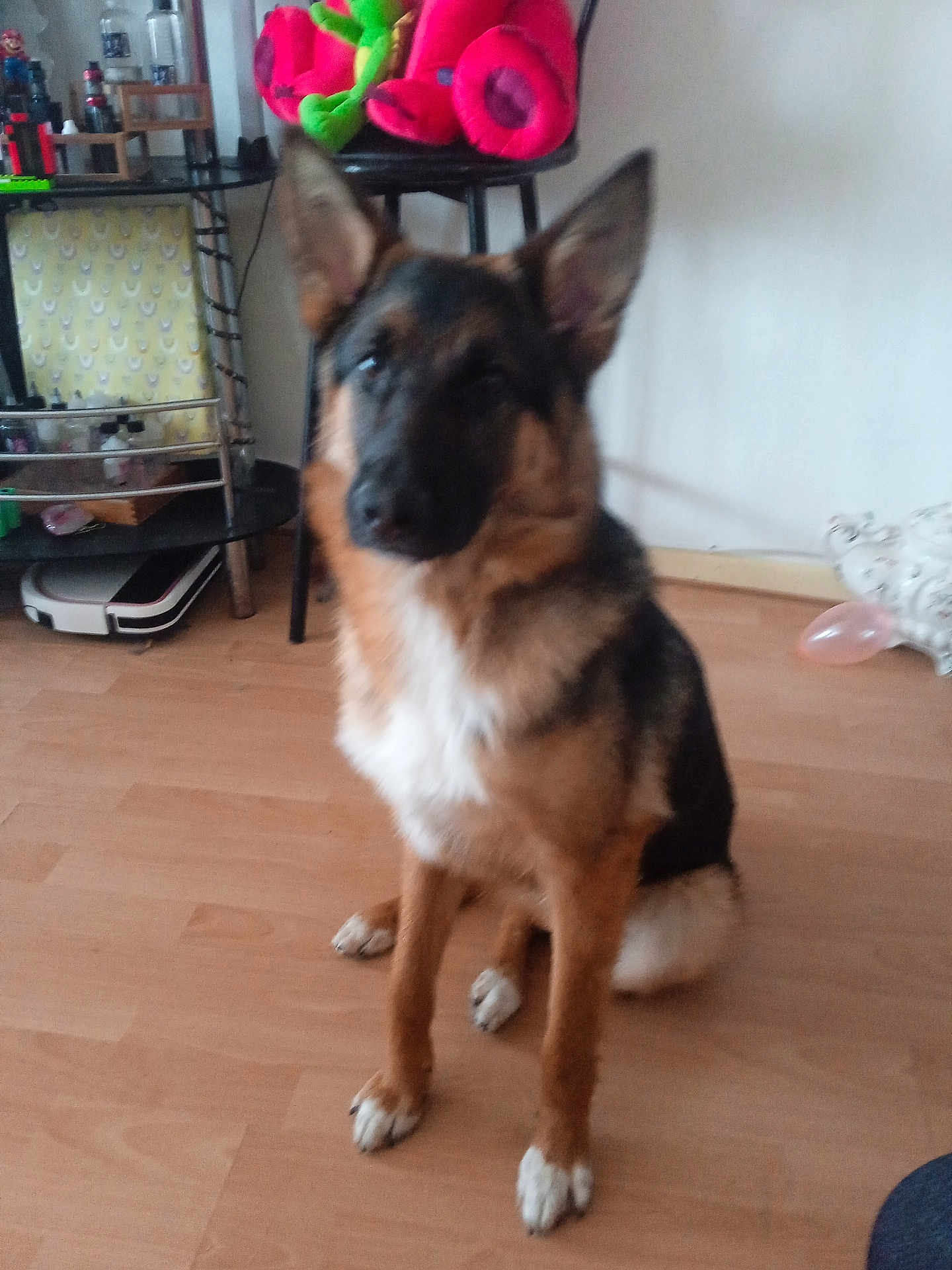 Goliath a rejoint le concours — aidez-le/la à gagner de superbes lots ! dog, german_shepherd, pet, indoor, wooden_floor, chair, plush_toy, animal, sitting, brown, black, white_paws, furniture, household, calm, floor, domestic, companion, canine, fur