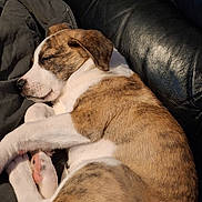 Echo is registered to the contest to win money with this photo: animal, brown_and_white, canine, closeup, comfort, cozy, curled_up, cute, dog, fur, indoor, leather_couch, peaceful, pet, puppy, relaxing, resting, sleeping, snug, young_dog