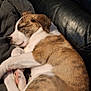 animal, brown_and_white, canine, closeup, comfort, cozy, curled_up, cute, dog, fur, indoor, leather_couch, peaceful, pet, puppy, relaxing, resting, sleeping, snug, young_dog