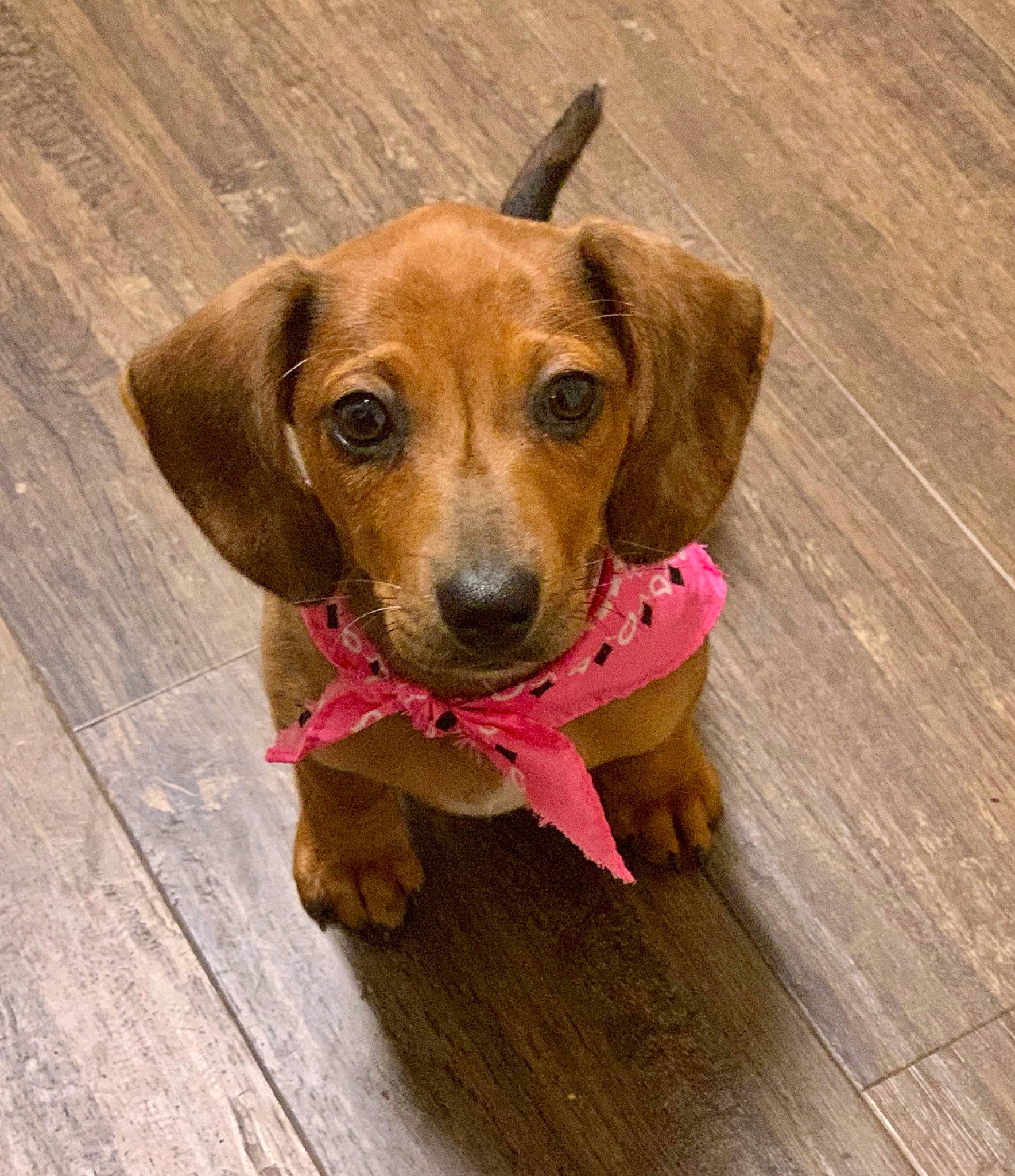 Journey Leigh is registered to the contest to win money with this photo: canidae, carnivore, circle, companion_dog, dog, dog_breed, dog_supply, fawn, flooring, hardwood, liver, pet_supply, plank, snout, sporting_group, varnish, whiskers, wood, wood_stain, working_animal