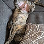 Taz a rejoint le concours — aidez-le/la à gagner de superbes lots ! cat, tortoiseshell, pet, couch, sofa, cushion, pillow, belly, paw, fur, relaxed, sleeping, nap, indoor, domestic, upside_down, stretching, pink_belly, cozy, living_room