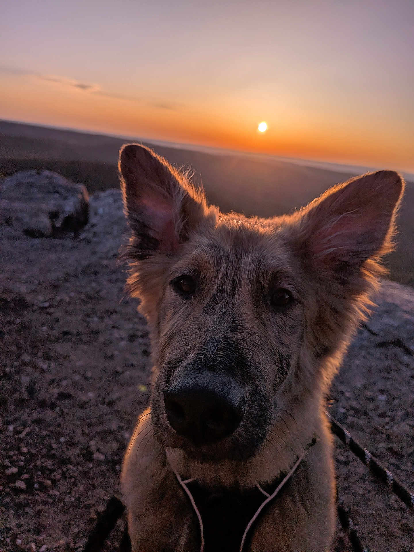 Taz participe au concours pour gagner de l'argent avec cette photo : dog, sunset, portrait, close_up, ears, nose, outdoor, nature, rock, leash, fur, evening, silhouette, sun, sky, horizon, hiking, trail, muzzle, adorable