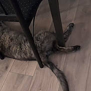 Taz participe au concours pour gagner de l'argent avec cette photo : cat, pet, fur, tail, chair, wooden_floor, floor, indoor, relaxing, lying_down, under_chair, domestic_animal, mammal, home, furniture, quiet, paws, spotty_fur, toy, sleeping