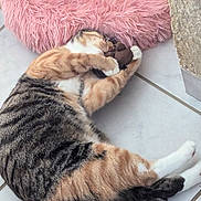 Féline a rejoint le concours — aidez-le/la à gagner de superbes lots ! cat, tabby, pet, indoor, floor, toy, pink_bed, fur, sleeping, relaxed, cute, animal, whiskers, claws, tile, domestic, resting, paw, tail, home