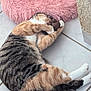 cat, tabby, pet, indoor, floor, toy, pink_bed, fur, sleeping, relaxed, cute, animal, whiskers, claws, tile, domestic, resting, paw, tail, home