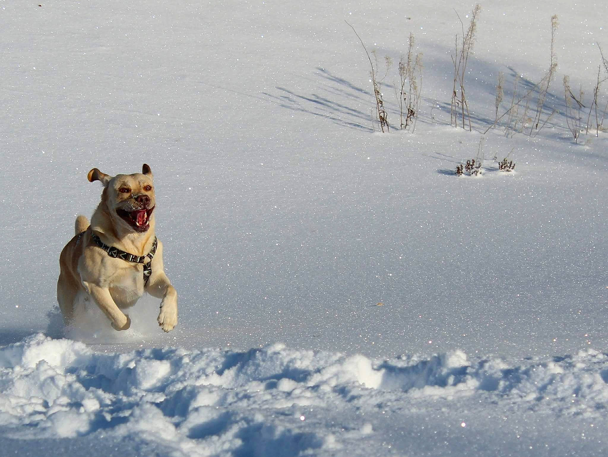 Ipsos a rejoint le concours — aidez-le/la à gagner de superbes lots ! arctic, carnivore, companion_dog, dog, dog_breed, fawn, freezing, geological_phenomenon, glacial_landform, ice_cap, landscape, playing_in_the_snow, recreation, slope, snout, snow, sporting_group, wildlife, winter, working_animal