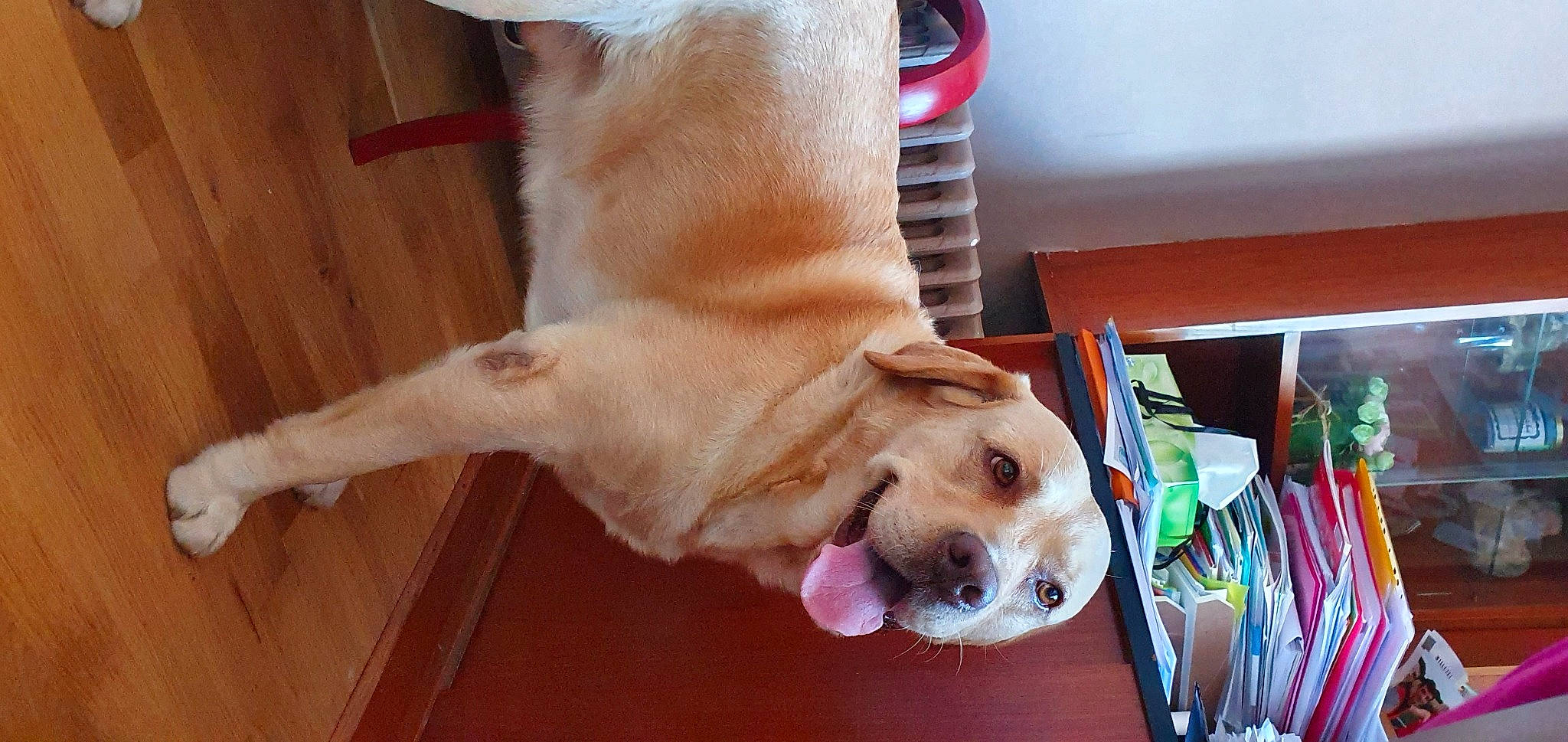 Ipsos a rejoint le concours — aidez-le/la à gagner de superbes lots ! ball, canidae, carnivore, collar, companion_dog, dog, dog_breed, dog_collar, dog_supply, fawn, floor, flooring, fur, hardwood, paw, pet_supply, retriever, sporting_group, tail, wood