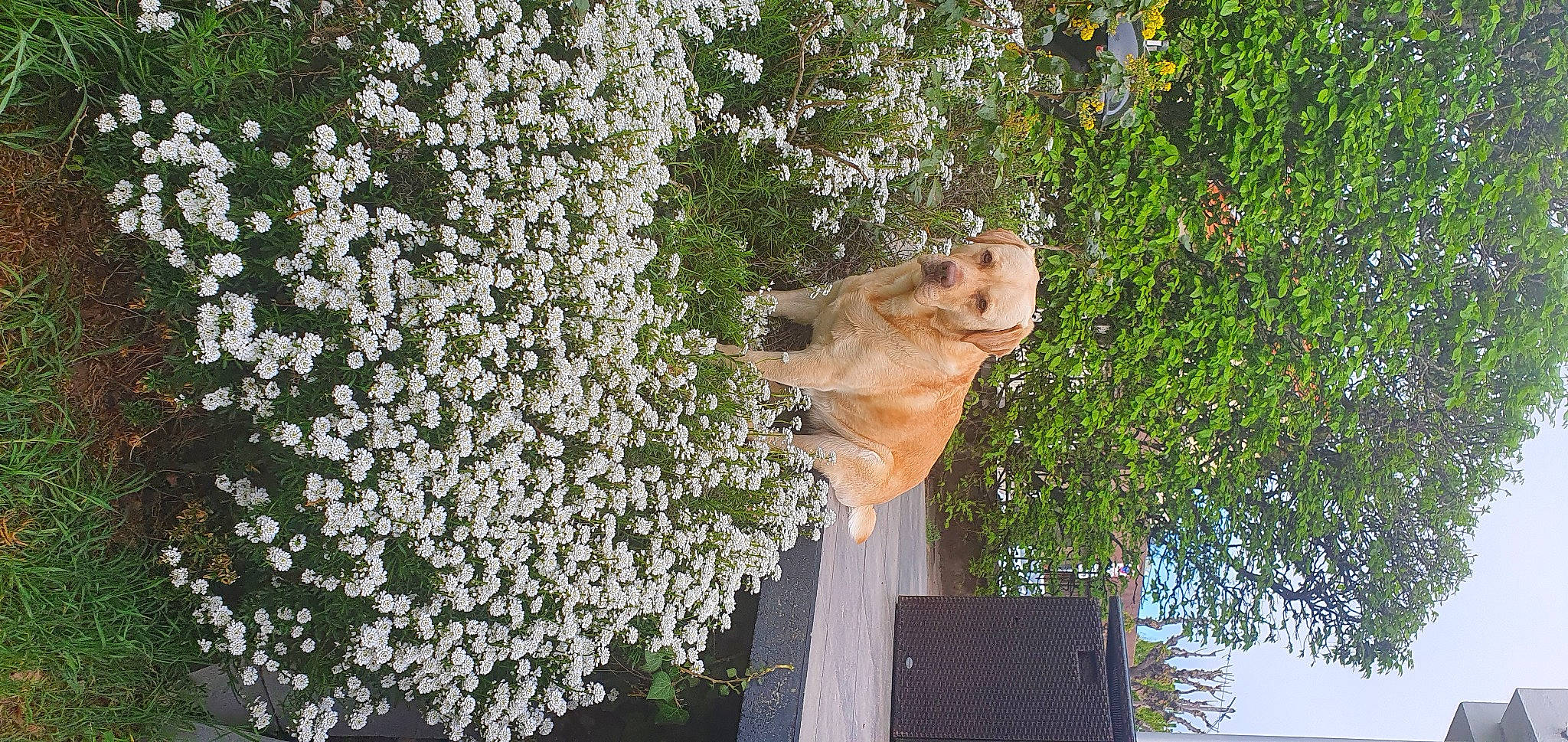 Ipsos a rejoint le concours — aidez-le/la à gagner de superbes lots ! annual_plant, blossom, botany, branch, fawn, felidae, flower, flowering_plant, garden, grass, groundcover, petal, plant, rose_family, sculpture, shrub, tree, trunk, wood, working_animal