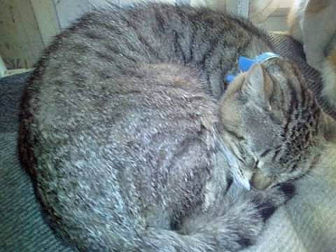 Chouchou a rejoint le concours — aidez-le/la à gagner de superbes lots ! carnivore, cat, cat_bed, domestic_short_haired_cat, dragon_li, egyptian_mau, european_shorthair, felidae, kitten, nap, sleep, small_to_medium_sized_cats, tabby_cat, whiskers