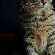 Abby participe au concours pour gagner de l'argent avec cette photo : cat, tabby_cat, feline, pet, animal, fur, whiskers, ears, eyes, sitting, wooden_chair, indoor, portrait, closeup, domestic_cat, striped, cute, mammal, looking_away, natural_light