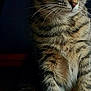 cat, tabby_cat, feline, pet, animal, fur, whiskers, ears, eyes, sitting, wooden_chair, indoor, portrait, closeup, domestic_cat, striped, cute, mammal, looking_away, natural_light