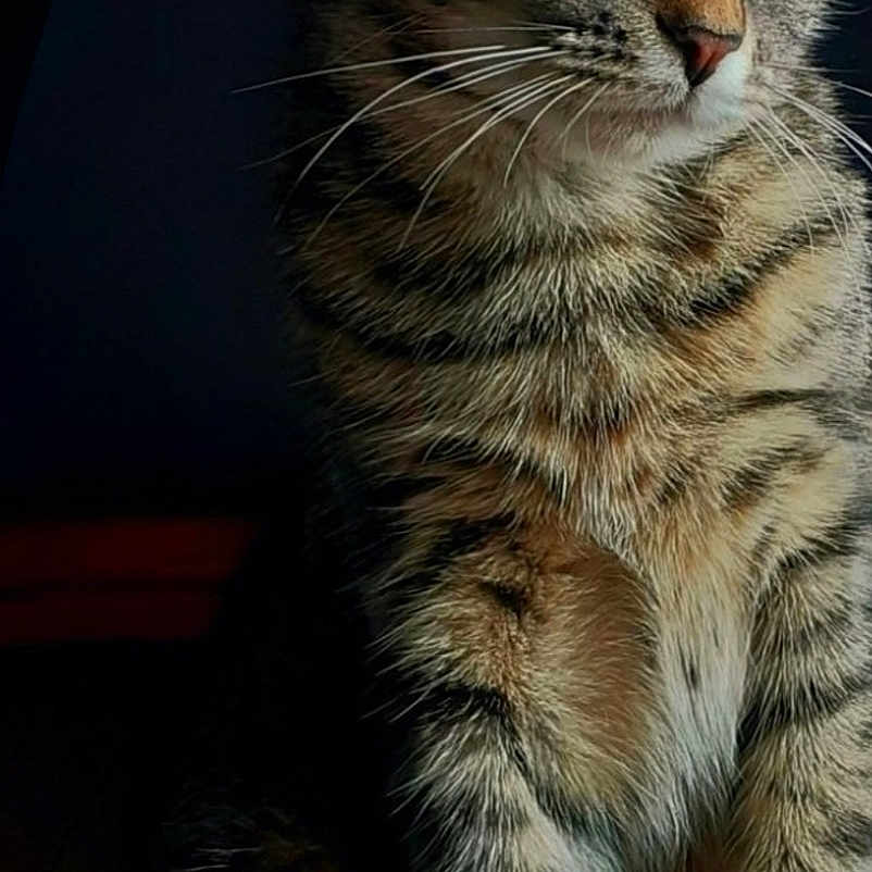 Abby participe au concours pour gagner de l'argent avec cette photo : animal, cat, closeup, cute, domestic_cat, ears, eyes, feline, fur, indoor, looking_away, mammal, natural_light, pet, portrait, sitting, striped, tabby_cat, whiskers, wooden_chair