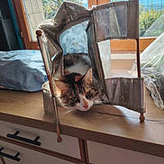 Violette participe au concours pour gagner de l'argent avec cette photo : animal, cat, curious, domestic_animal, domestic_life, fabric, feline, greenery, household, indoor, mesh, natural_light, outdoor_view, pet, reflective_bag, relaxing, resting, sunlight, window, wooden_countertop