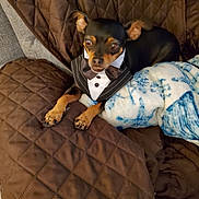 Remmy is registered to the contest to win money with this photo: animal, brown_blanket, clothing, cozy, curious, dog, ears, fabric, fur, indoor, looking, patterned_blanket, paws, pet, quilted_blanket, resting, sitting, small_dog, soft, tuxedo