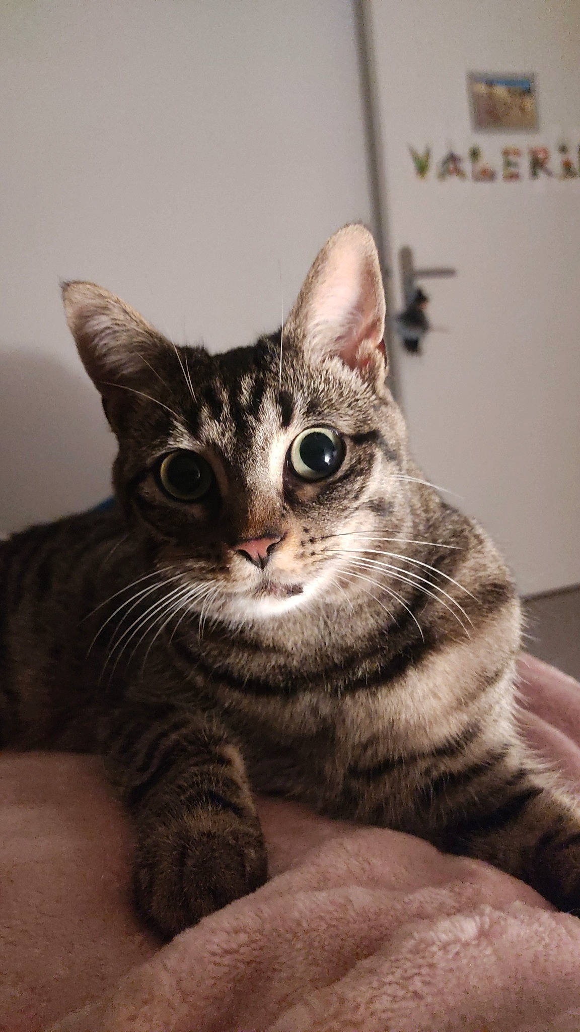 Aria participe au concours pour gagner de l'argent avec cette photo : carnivore, cat, claw, domestic_short_haired_cat, felidae, fur, paw, sitting, small_to_medium_sized_cats, snout, tail, terrestrial_animal, whiskers, wildlife, window