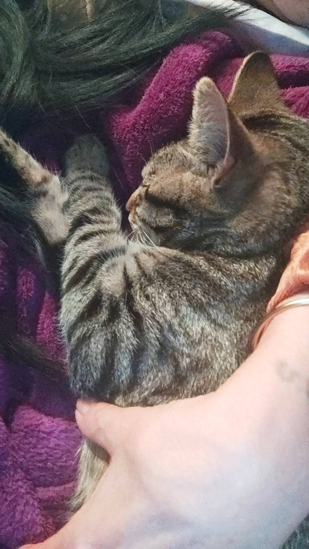 Aria a rejoint le concours — aidez-le/la à gagner de superbes lots ! braid, carnivore, cat, claw, close_up, comfort, domestic_short_haired_cat, felidae, fur, human_leg, magenta, mammal, nail, nap, paw, small_to_medium_sized_cats, tail, vertebrate, whiskers, wool