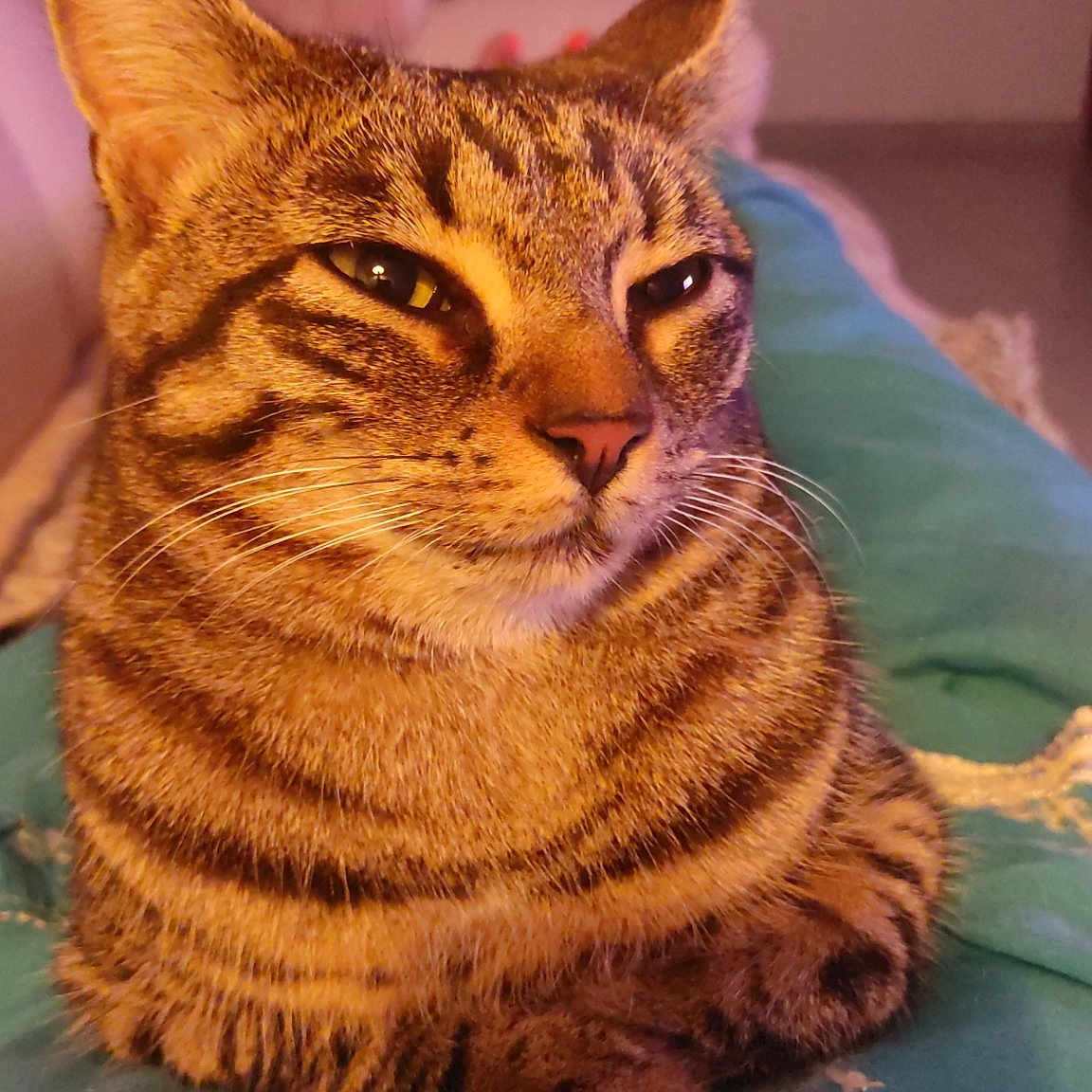 Aria