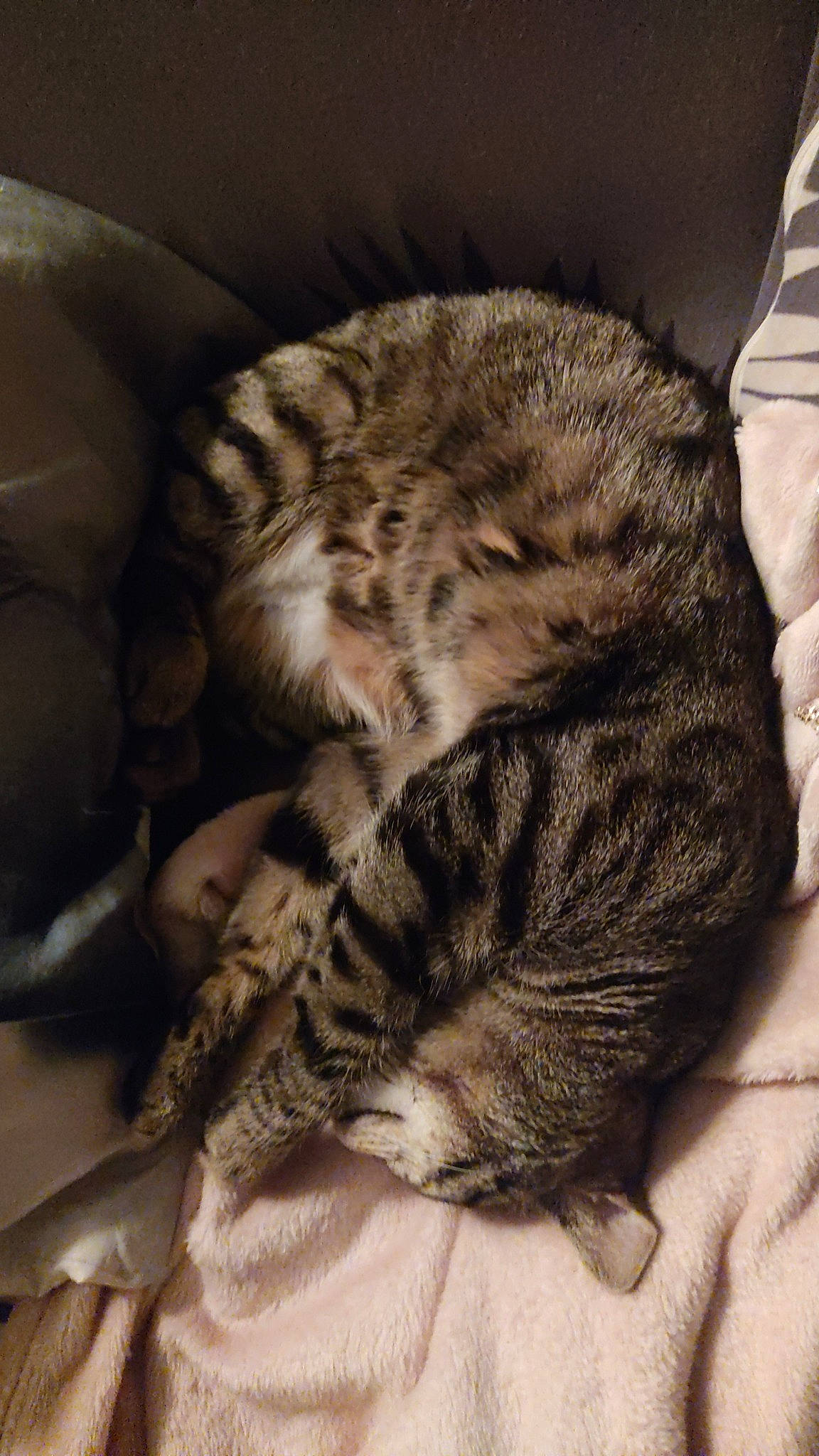 Aria participe au concours pour gagner de l'argent avec cette photo : big_cats, carnivore, cat, cat_bed, claw, comfort, domestic_short_haired_cat, felidae, fur, grey, nap, paw, sleep, small_to_medium_sized_cats, snout, tail, terrestrial_animal, whiskers, wildlife