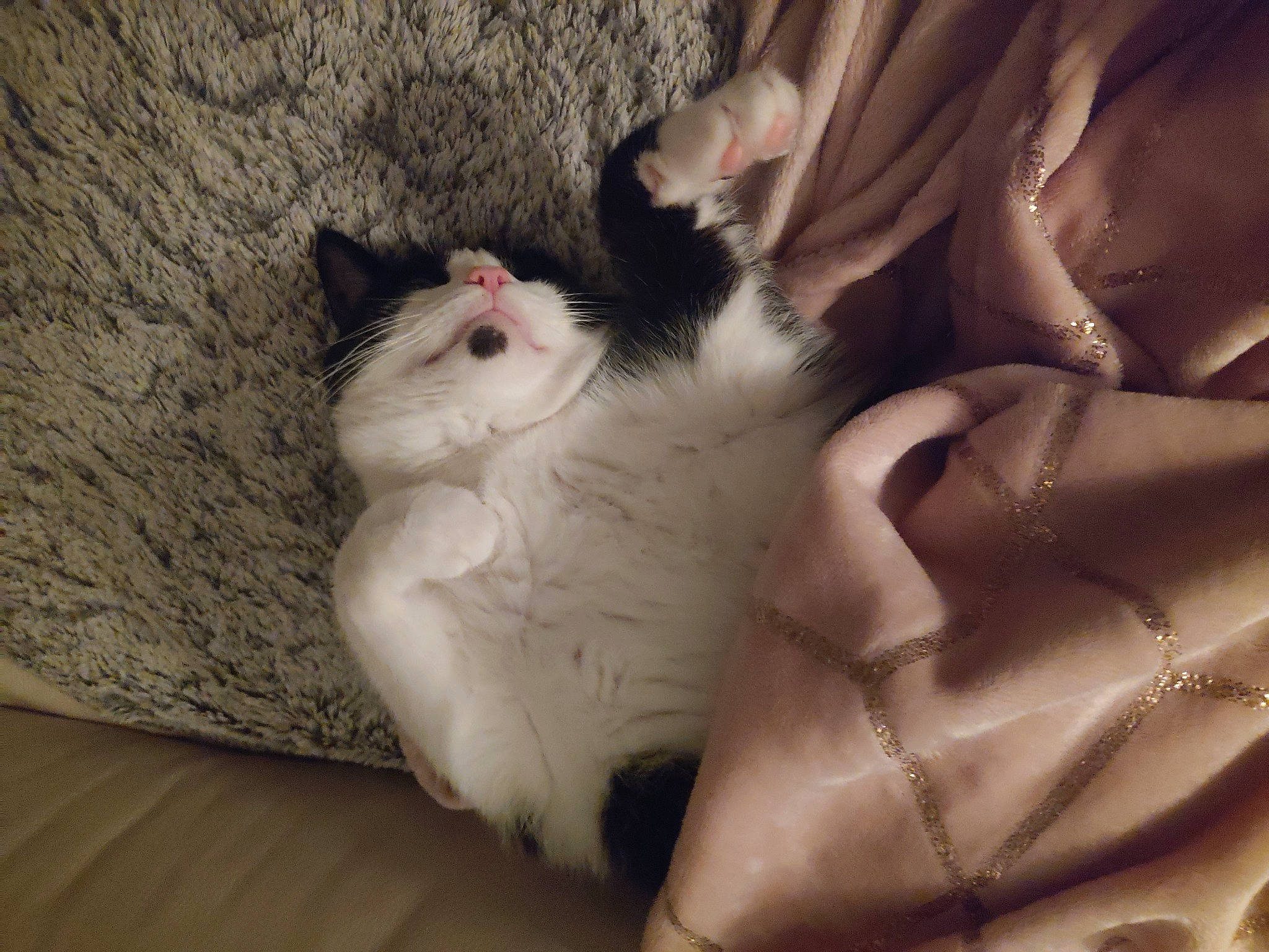 Guismo participe au concours pour gagner de l'argent avec cette photo : carnivore, cat, claw, comfort, domestic_short_haired_cat, fawn, felidae, foot, fur, grey, hardwood, paw, small_to_medium_sized_cats, snout, tail, whiskers, wood