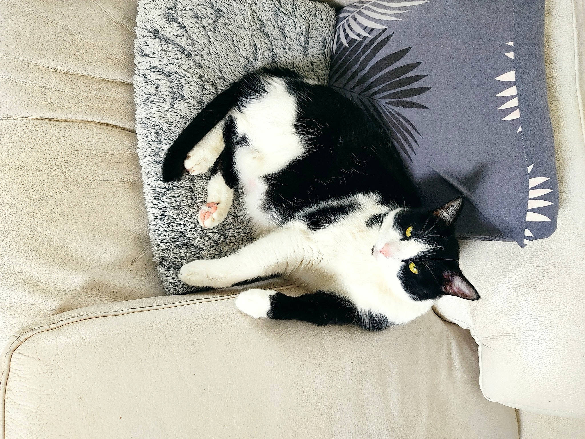 Guismo participe au concours pour gagner de l'argent avec cette photo : bag, carnivore, cat, claw, comfort, companion_dog, domestic_short_haired_cat, eye, felidae, foot, formal_wear, fur, linens, nap, paw, room, small_to_medium_sized_cats, snout, tail, whiskers