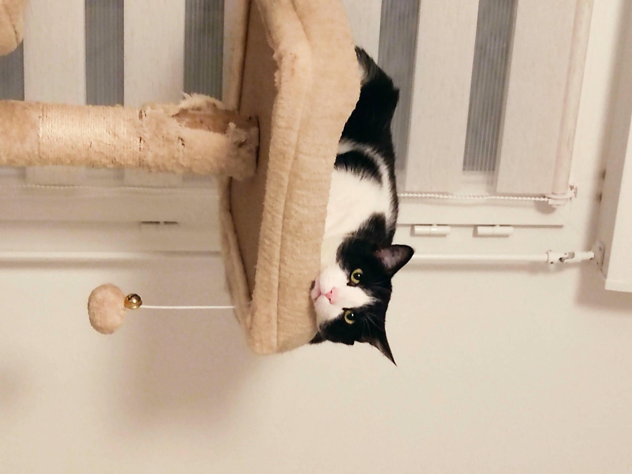 Guismo a rejoint le concours — aidez-le/la à gagner de superbes lots ! carnivore, cat, cat_supply, domestic_short_haired_cat, felidae, flooring, fur, hardwood, pet_supply, room, small_to_medium_sized_cats, tail, whiskers, wood